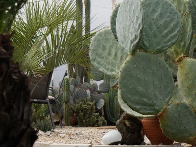 Royal cactus garden