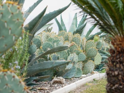 Royal cactus garden