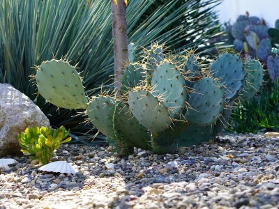 Royal cactus garden