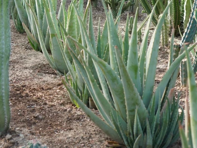Royal cactus garden