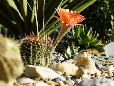 Royal cactus garden