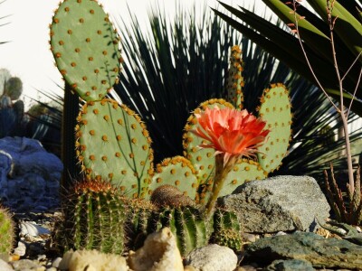 Royal cactus garden