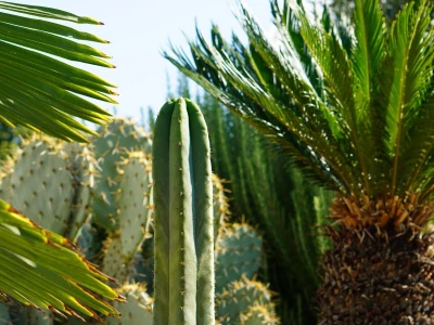 Royal cactus garden