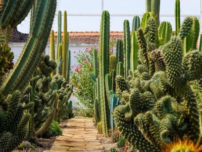 Royal cactus garden
