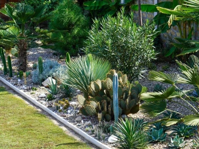 Royal cactus garden