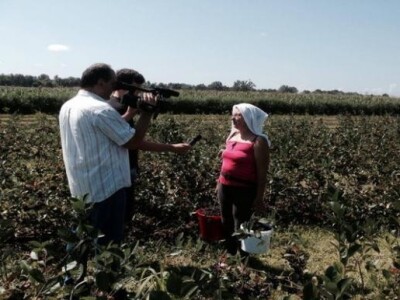 Ručna berba aronije na OPG Šarić