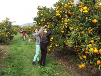 Ručno branje mandarina u dolini Neretve