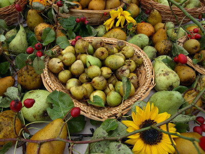 Plodovi gorja Gorskog kotara Plodovi gorja Gorskog kotara
