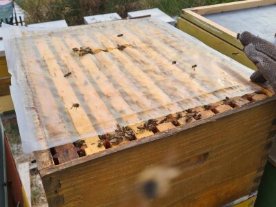 Rujanj u pčelinjaku Rujanj u pčelinjaku