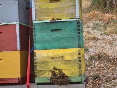 Rujanj u pčelinjaku Rujanj u pčelinjaku