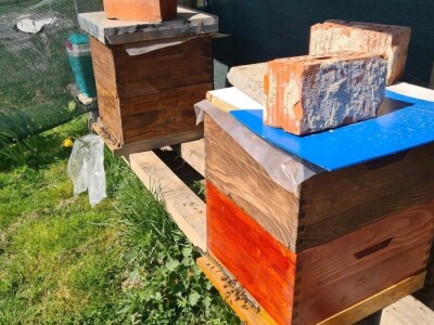 Rujan u pčelinjaku Rujan u pčelinjaku