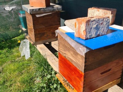 Rujanj u pčelinjaku Rujanj u pčelinjaku