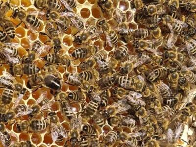 Rujanj u pčelinjaku Rujanj u pčelinjaku