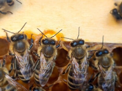 Rujanj u pčelinjaku Rujanj u pčelinjaku