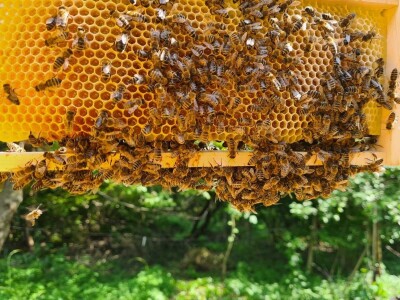 Rujanj u pčelinjaku Rujanj u pčelinjaku