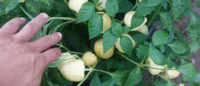Paprika somborka i babura