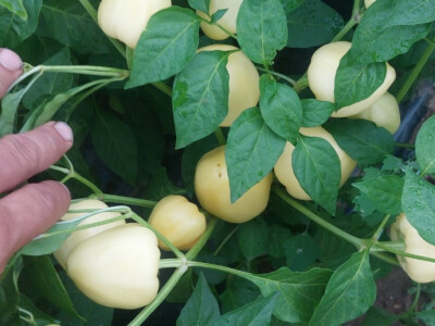 Paprika somborka i babura