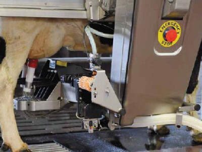 Ruka za mužnju krava