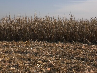 Ruma  Pioneer Ruma  Pioneer