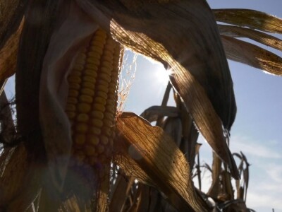 Ruma  Pioneer Ruma  Pioneer