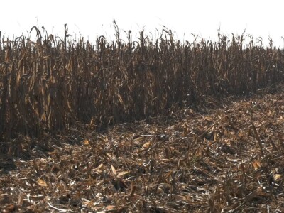 Ruma  Pioneer Ruma  Pioneer