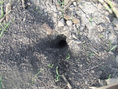 Rupe od glodara na pšenici