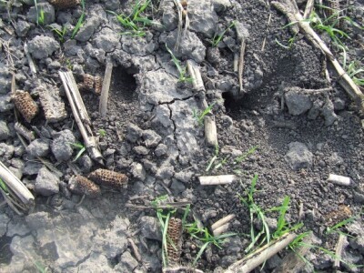 Rupe od glodara na pšenici