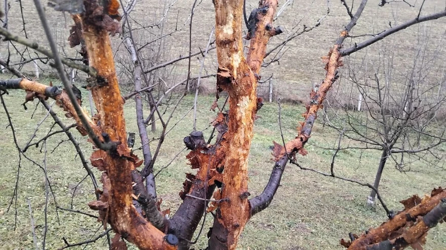napad potkornjaka