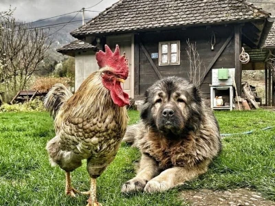 RuralFoto 2025 - TOP 10 fotografija u kategoriji #Životinje