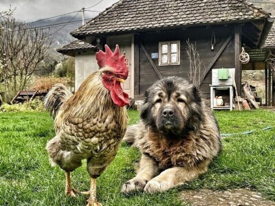 RuralFoto 2025 - TOP 10 fotografija u kategoriji #Životinje