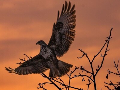 RuralFoto 2025 - TOP 10 fotografija u kategoriji #Životinje