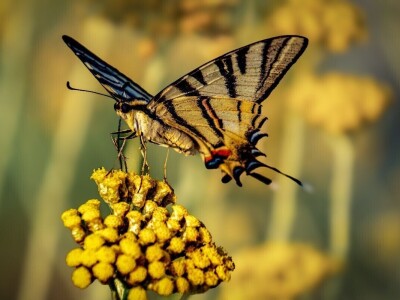 RuralFoto 2025 - TOP 10 fotografija u kategoriji #Životinje