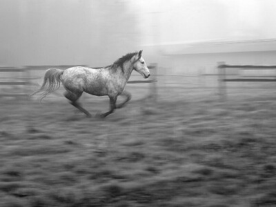 RuralFoto 2025 - TOP 10 fotografija u kategoriji #Životinje
