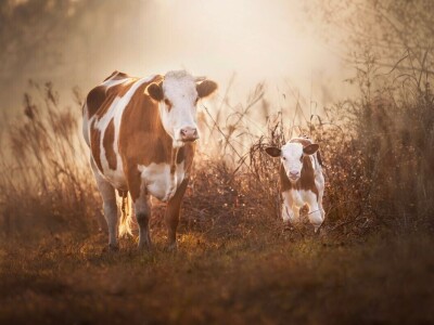 RuralFoto 2025 - TOP 10 fotografija u kategoriji #Životinje