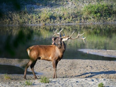 RuralFoto 2025 - TOP 10 fotografija u kategoriji #Životinje