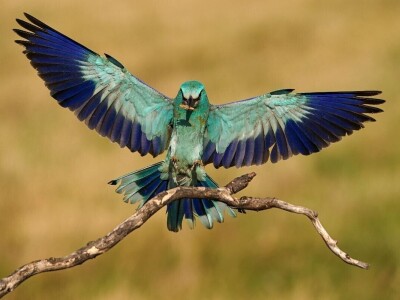 RuralFoto 2025 - TOP 10 fotografija u kategoriji #Životinje