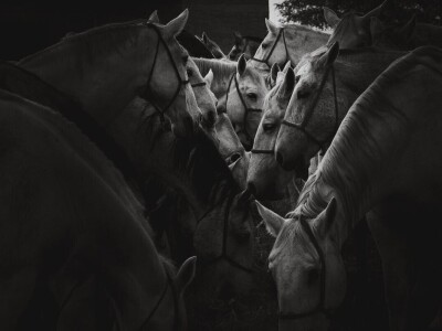 RuralFoto 2025 - TOP 10 fotografija u kategoriji #Životinje