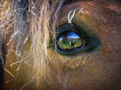 RuralFoto: Najboljih 10 #Životinje RuralFoto: Najboljih 10 #Životinje