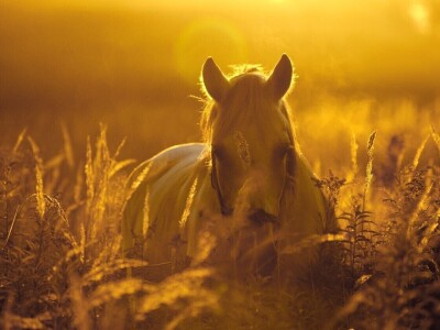 RuralFoto: Najboljih 10 #Životinje RuralFoto: Najboljih 10 #Životinje
