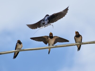 RuralFoto: Najboljih 10 #Životinje RuralFoto: Najboljih 10 #Životinje