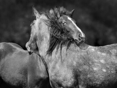 RuralFoto: Najboljih 10 #Životinje RuralFoto: Najboljih 10 #Životinje