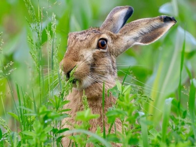 RuralFoto: Najboljih 10 #Životinje