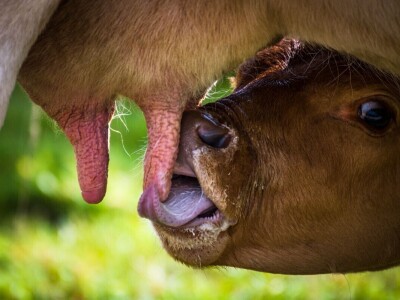 RuralFoto: Najboljih 10 #Životinje