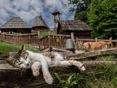 RuralFoto TOP 10 #Selo RuralFoto TOP 10 #Selo