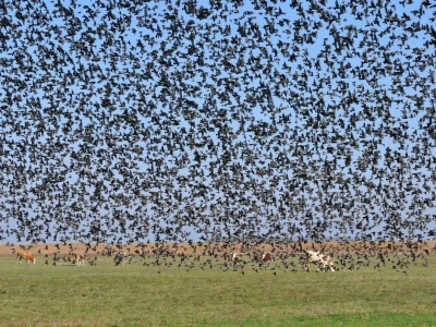 RuralFoto TOP 10 životinje