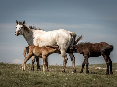 RuralFoto TOP 10 #Životinje
