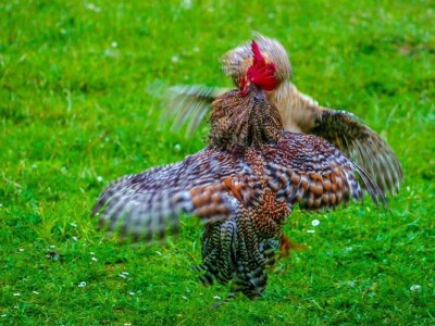 RuralFoto TOP 10 #Životinje