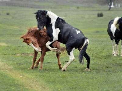 RuralFoto TOP 10 #Životinje