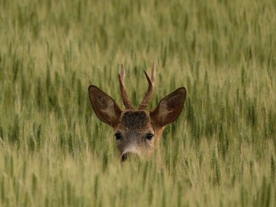 RuralFoto TOP 10 #Životinje