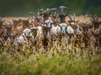 RuralFoto TOP 10 #Životinje RuralFoto TOP 10 #Životinje
